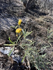 Psilostrophe cooperi