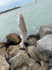 Menticirrhus americanus