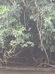 Chloroceryle amazona