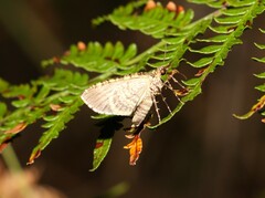 Crasilogia gressitti