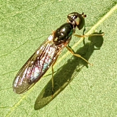Sarginae