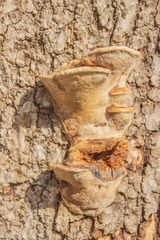 Coriolopsis gallica