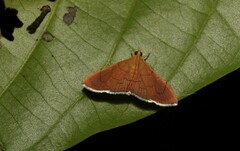 Hyalobathra