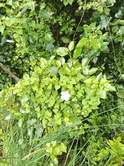 Calystegia tuguriorum
