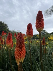 Kniphofia
