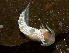 Coryphella