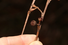 Eucalyptus pilularis