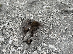 Pisolithus arenarius