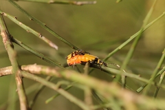 Chauliognathus imperialis