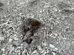 Pisolithus arenarius