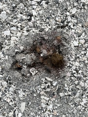 Pisolithus arenarius