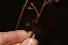 Eucalyptus pilularis