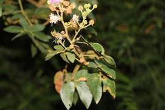 Mimosa albida