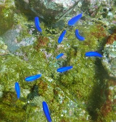 Pomacentrus coelestis