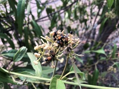 Phyllotocus rufipennis