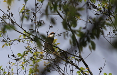 Pterorhinus ruficeps