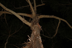 Eucalyptus pilularis
