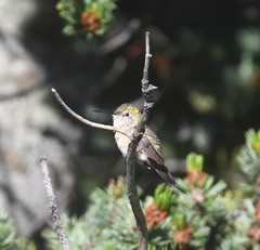 Selasphorus calliope