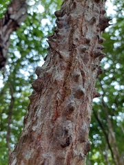 Ceiba aesculifolia
