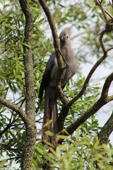 Corythaixoides concolor