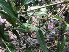 Parsonsia eucalyptophylla