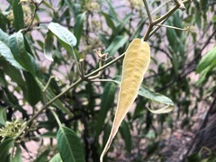 Parsonsia eucalyptophylla