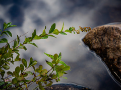 Spiraea alba latifolia
