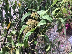 Parsonsia eucalyptophylla