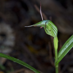 Pterostylis agathicola