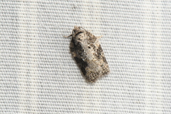 Acleris fuscana