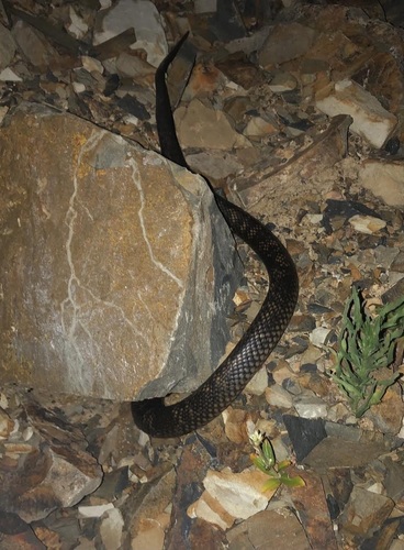 Blue-bellied Black Snake sighting