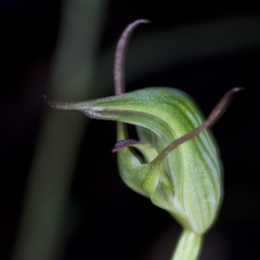 Pterostylis agathicola