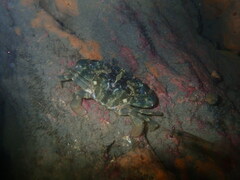 Charybdis japonica