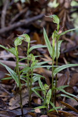Pterostylis agathicola