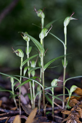 Pterostylis agathicola