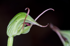 Pterostylis agathicola