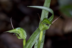 Pterostylis agathicola