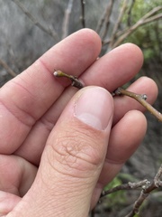 Dirca occidentalis
