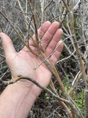 Dirca occidentalis