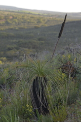 Xanthorrhoea acanthostachya