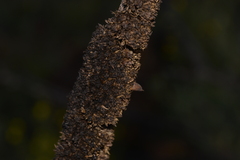 Xanthorrhoea acanthostachya