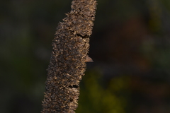 Xanthorrhoea acanthostachya