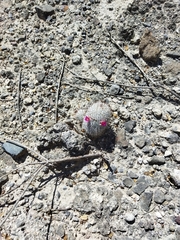 Mammillaria haageana meissneri