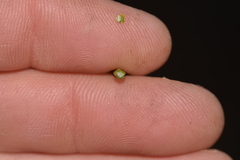 Xanthorrhoea acanthostachya