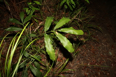 Flindersia schottiana