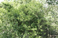 Quercus tarokoensis
