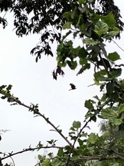 Parabuteo unicinctus