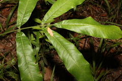 Flindersia schottiana