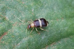 Paratriarius