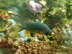 Plectroglyphidodon gascoynei